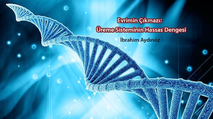 Evrimin Çıkmazı Üreme Sisteminin Hassas Dengesi İbrahim Aydınöz